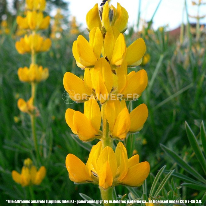 Yellow lupine, sulfur yellow lupine, Lupinus luteus image